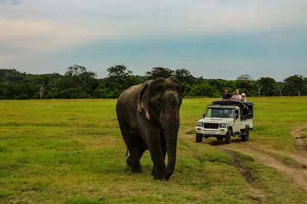 Sri Lanka Safari Adventure